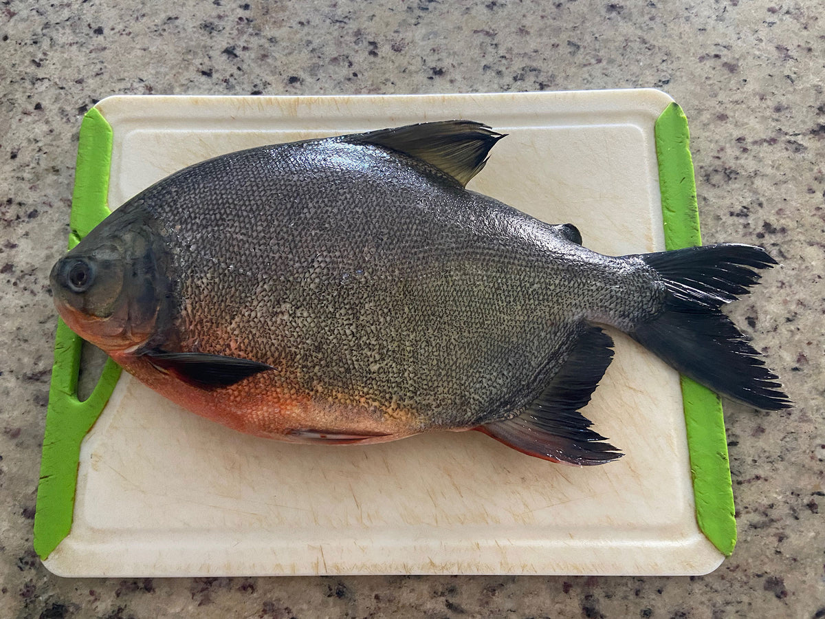 Costillas del pescado Pacu